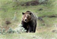 Grinning Grizzly
