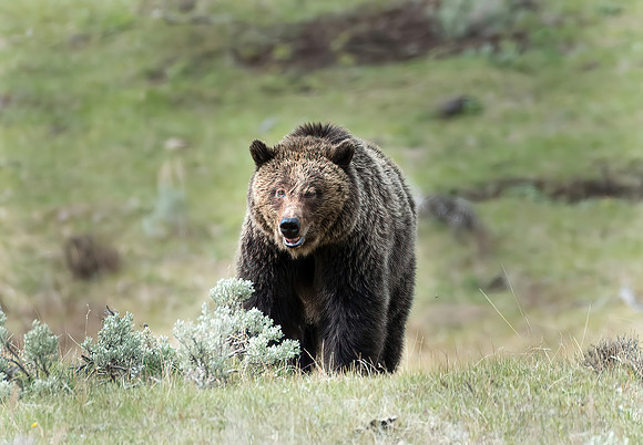 Grinning Grizzly