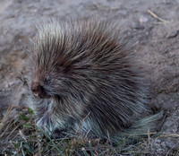 Prickly Porcupine