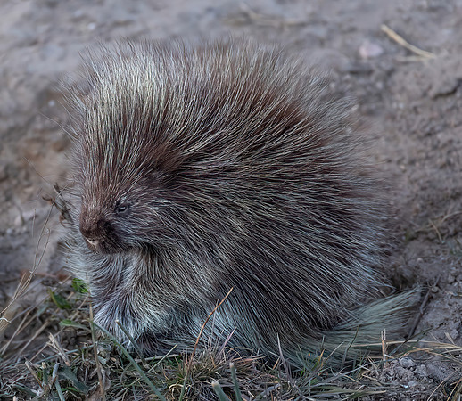 Prickly Porcupine