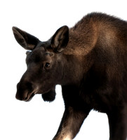 Baby Bull Moose