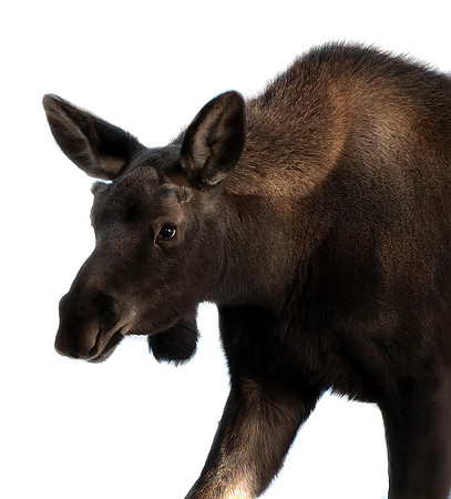 Baby Bull Moose