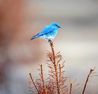 Bluebird & Bokeh