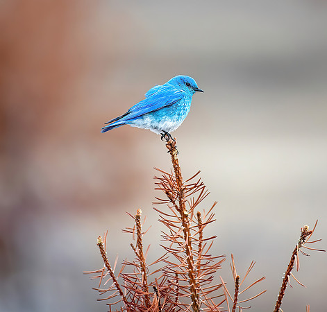 Bluebird & Bokeh