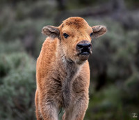 Blue Eyed Baby Bison