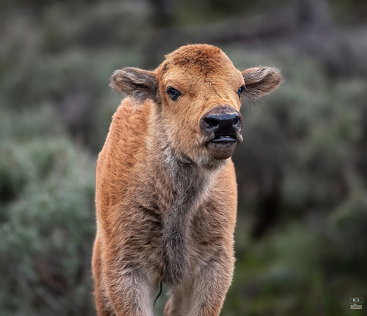 Blue Eyed Baby Bison