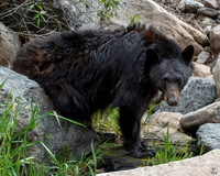 Bear Necessities