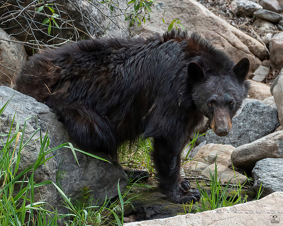 Bear Necessities