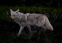 Coyote in the Spring Snow