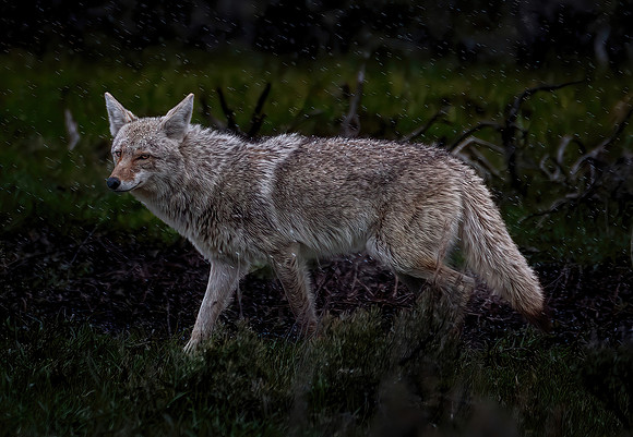 Coyote in the Spring Snow