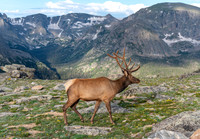 King of the Mountain