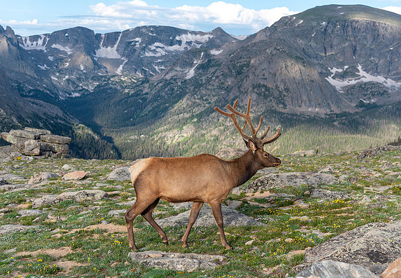 King of the Mountain