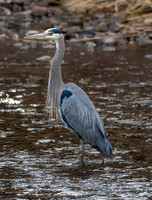 Big Thompson Blue Heron