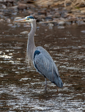 Big Thompson Blue Heron
