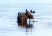 Reflection and Ripples