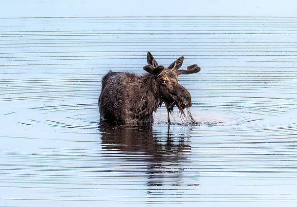 Reflection and Ripples
