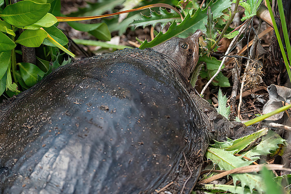Softshell Surprise
