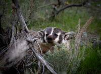 Bashful Badger