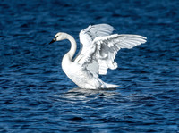 Wildlife