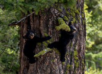 Black Bear Cubs of the Year