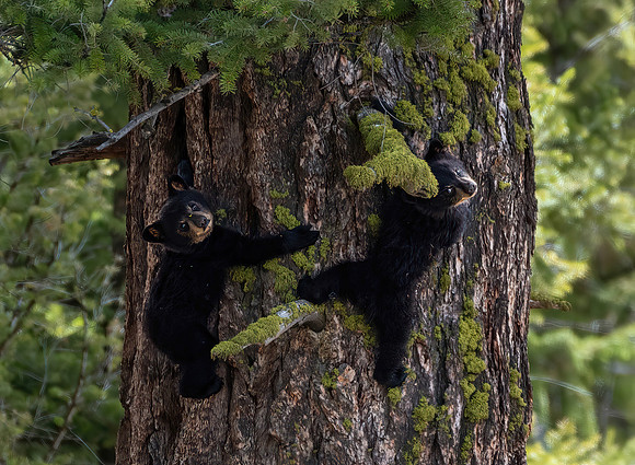 Black Bear Cubs of the Year