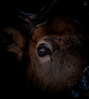 From the Eye of an Elk