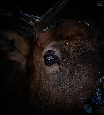 From the Eye of an Elk