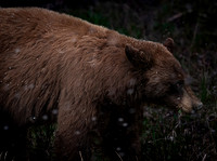 Cinnamon Black Bear in Spring Snow