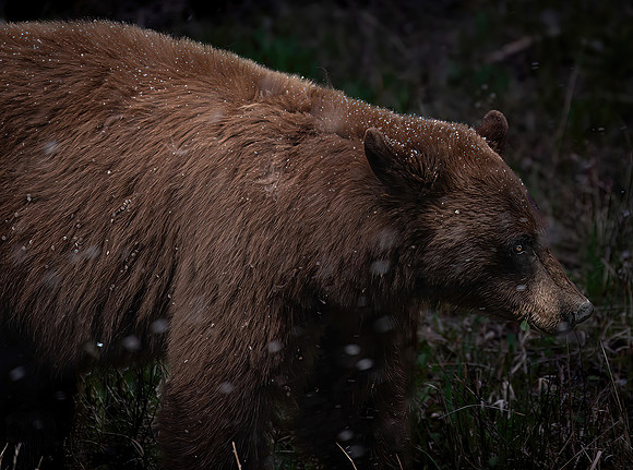 Cinnamon Black Bear in Spring Snow