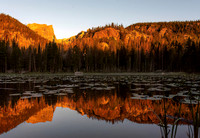Lily Pads and Morning Light