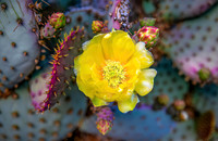 Pretty and Prickly