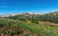 Alpine Sunflower