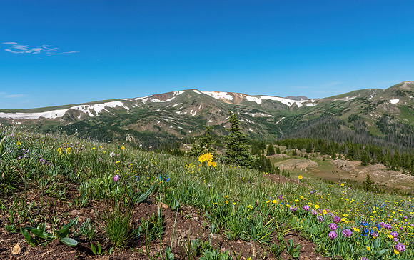 Alpine Sunflower