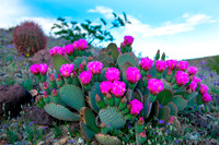 Pink Prickly Pear
