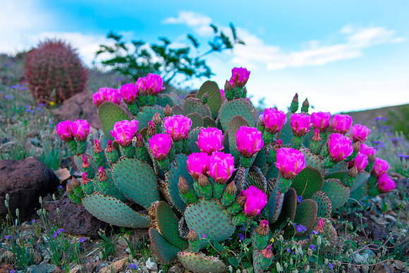 Pink Prickly Pear